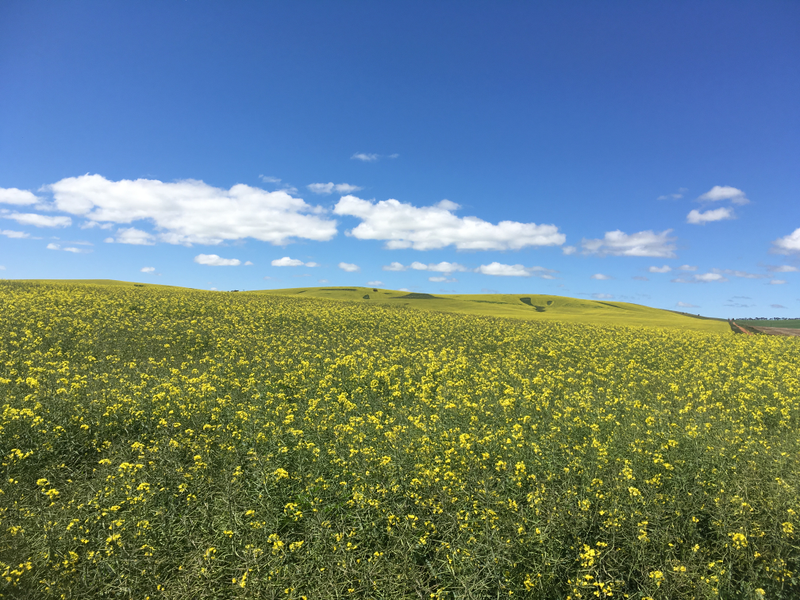 Canola fields